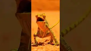 Raw Wildlife Moments in 4K | Nature Like You&rsquo;ve Never Seen Before