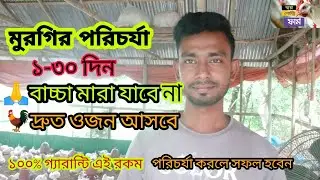 মুরগির পরিচর্যা ১-৩০দিন।মুরগির দ্রুত ওজন বাড়বে এবং মুরগি মারা যাবে না। @deshikhamari9424