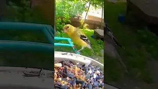 America's Goldfinch Got Talent But Eliminated By Titmouse #birds #cute