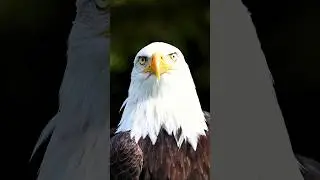 Eagles: The Sky&rsquo;s Most Dangerous Hunters