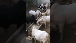 Mashallah | #viralvideos #cow #viralreels #youtubeshorts #new #trendingshorts #newvideo #collection