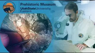 Ankylosaur Fossil Preparation at the Prehistoric Museum
