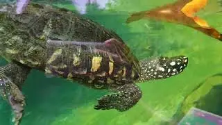 Water Animal and Red Face Monkey at Singapore River Safari Zoo