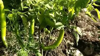 Green chilli Farm ll Green Chilli Plants ll Mirchi ka ket 