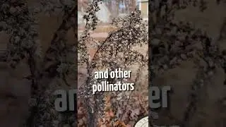 Support pollinators! 🐝 Wait to clean up your winter garden 🌸