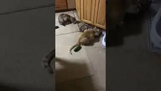 Cats hate cucumbers