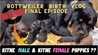 Rottweiler Lady OllieLady Ollie Huye Total 9 Puppies : Kitne Male Or Kitne Female ? Dog Birth Vlog