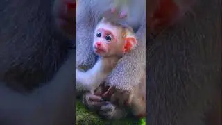 Adorable Gorgeous Wild Baby Monkey Jacee & Mom Joyce