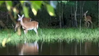 A Day On Skidaway Island
