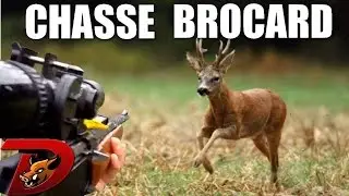 Chasse brocard &agrave; l'approche avec Esprit Sauvage- Partie 3
