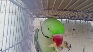 Talking Parrot Compilation | Cute Parrot Making Sweet Sounds | ASMR for Bird Lovers