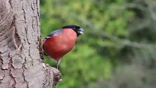 Bird Sitting on Tree || @the_birds_channel_1819  #shorts #viral #shortvideo #shortupload #fyp
