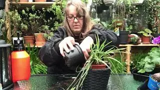 V&aelig;del&oslash;ber - Chlorophytum Comosum. Stiklinger som jeg tager dem. mettemaud.dk
