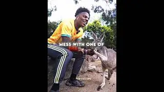 Never Mess With Male Kangaroo's💀 #ishowspeed #kangaroo #edit