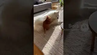 Cat ATTACKS Dog With Aggressive Cuddles 😻💥  #shorts #funnyanimals #catlife