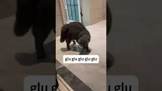 My cat is weird #funnyvideo #cat #funny #fyp #funnyvideo #foryou #cute #funnycats #pets #usa