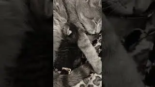 Cat#relaxing #Rain sounds #Meditation music #Nature sounds #Sleep music #Calming sounds #Stress