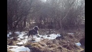 Echoes of winter and Luke in SAR area search