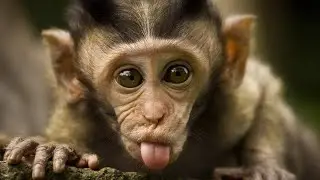Funny Monkey Videos A Funny Monkeys Compilation 2018