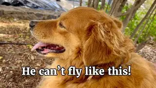 Big mistake before flying with my dog!