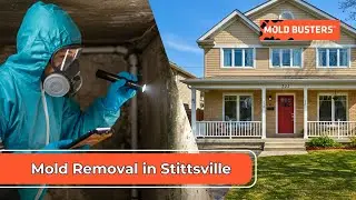 Mold Removal Stittsville: Safe & Effective Services for Your Home