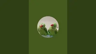 parrot talking videos is live!