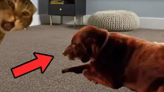 Dog Farts Cat Pukes 🐶🐱 ( Monty NOOOO Meme )