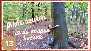 HOOGTEPUNTEN KAAPSE BOSSEN - wandelvlog 13