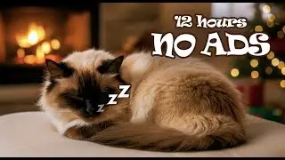 12 Hours UNINTERRUPTED Cat Music Playlist for Cat Home Alone 😺 Soft Piano Cat Therapy Music