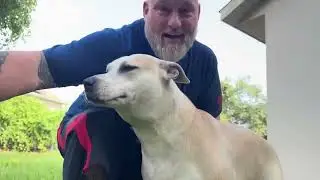 ST&Ugrave;NICK Anti Barking Device Up To 75 Feet, Bark Stop Devices For Your Dog Or Neighbors Dogs