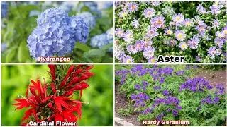 32 Best Easy Perennials for Shade will Bloom All Summer