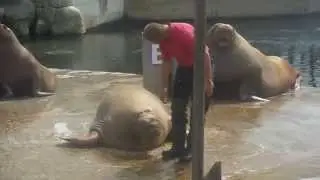 Full Walrus Show at Dolfinarium Harderwijk