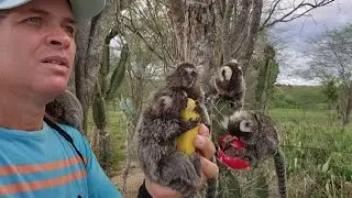Os tr&ecirc;s filhotes de macaco saguis chamando os pais que saiu. #sagui #filhotes