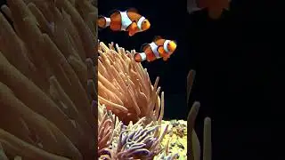 Funny Nemo Clown Fish 🐠 are disciplining their children beside the nest 🙃 #fun #funny #cool