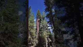 Insanely Satisfying Tree Cutting with Chainsaw