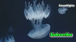 Dangerous Animals You Didn&rsquo;t Know Lived in Antarctica!
