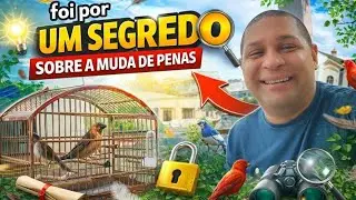FOI POR ISSO QUE O SEU TRINCA-FERRO ENTROU NA MUDA APRENDA ISSO