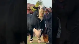 RAMBO 🔥❤️ d cattle farm #shorts #viral #trending #rambo #youtubeshorts #short #youtube #farming