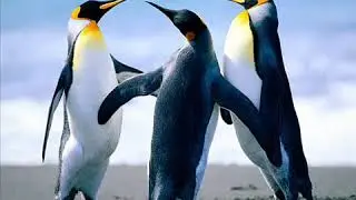 ردح عراقي البارحه جنه سوة