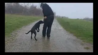 Puppy off leash training #dogtraining #puppy 