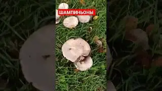 Шампиньоны 