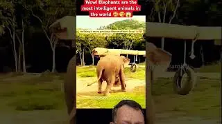Elephant 🐘  Are  The  Most  Intelligent  Animals  in  the  World 🌎 😍