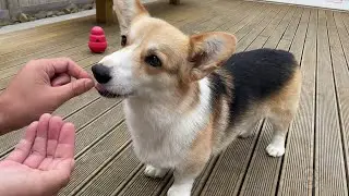 Imaginary Treat Challenge with Chewy the Corgi