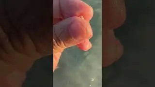Releasing baby clam into the ocean