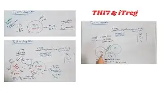 TH17 & T Regulatory Cells