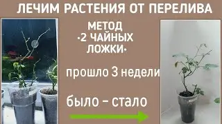 Перелив розы. Лечу. Прошло три недели. Метод&bull; 2чайные ложки.&bull; #вилата #розыдомашние