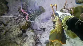 Night Diving Seafood - Catching Lobster, Crab, Flash Shrimp, And Eel 55