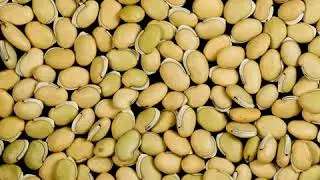 Neotea Field Beans - Mochai Kottai