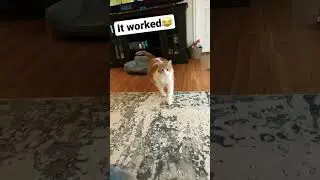 Cat calling sound # #cat #cool #callingsound