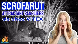 Test Scrofarut de VITEX pour attirer les sangliers !